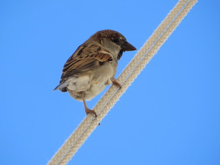 Sparrow on rope