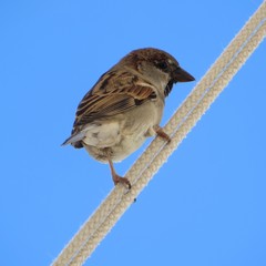 Sparrow on rope