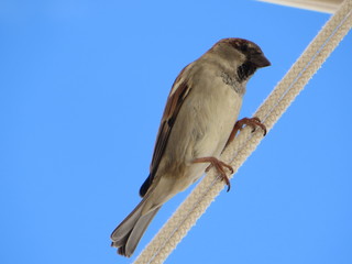 Sparrow on rope