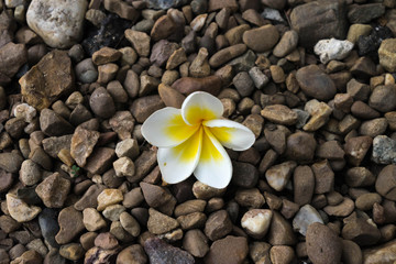 Fototapeta na wymiar Plumeria flower on rock background.