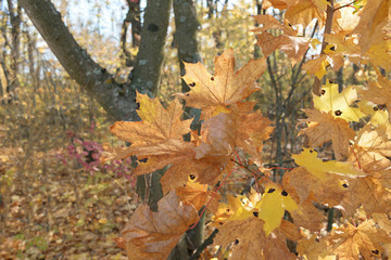  bright yellow leaves in the autumn sunlight