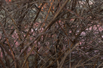 dry spiky branches intertwined
