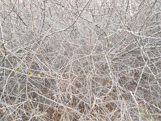 Deaf thickets of shrubs. Texture and background of gray dry branches. Impassable slums of wood. Natural fencing