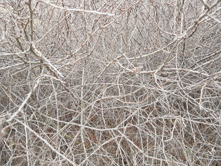 Deaf thickets of shrubs. Texture and background of gray dry branches. Impassable slums of wood. Natural fencing