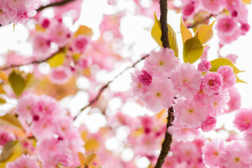 Perfect spring day. sakura blooming tree., natural floral background. beautiful spring flowers....