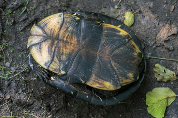 The European pond turtle on the back (inverted). The European pond terrapin or European pond tortoise.