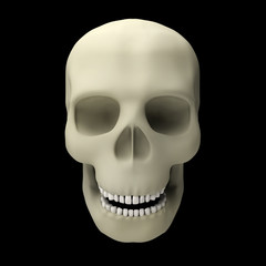 skull human death horror head dead skeleton bone 