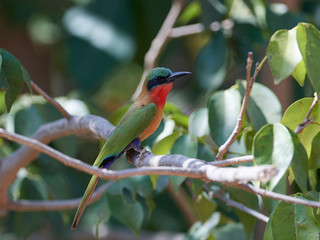 Red-throated bee-eater (Merops bulocki)