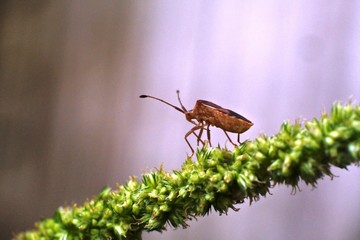 brown ladybugs stick to flowers