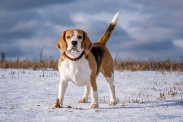 Beagle dog on a walk on a Sunny winter day in a snow-covered field