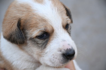 Dog, Puppy, Feeding Milk