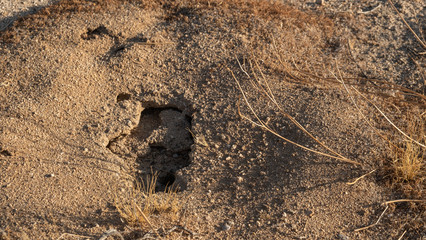 ant hole in the sand, Joshua tree Park