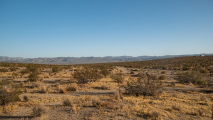 scenic view on the desert landscape of Joshua tree national park during summer, California