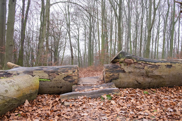 Totholz in einem Buchenwald im Winter ohne Schnee