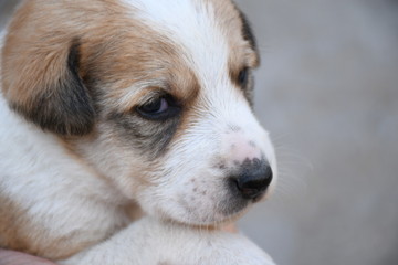 Dog, Puppy, Feeding Milk