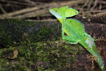 Fototapeta premium Male plumed basilisk (Basiliscus plumifrons), also called commonly green basilisk, double crested basilisk, or Jesus Christ lizard. Corytophanidae family. Tortuguero national park, Costa Rica.