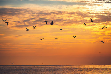 Naklejka na ściany i meble Flying seagull over the blue sea