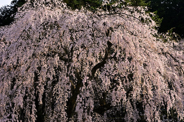 満開の森山神社の枝垂れ桜