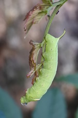 green caterpillars attached to the flower buds