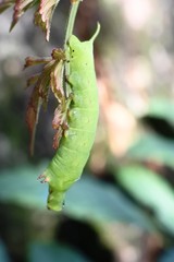 green caterpillars attached to the flower buds
