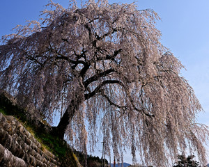 満開に枝垂れる岩太郎桜