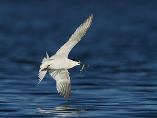 Sandwich tern (Thalasseus sandvicensis)