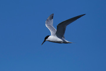 Sandwich tern (Thalasseus sandvicensis)