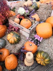 Composition of pumpkins for the harvest festival in October