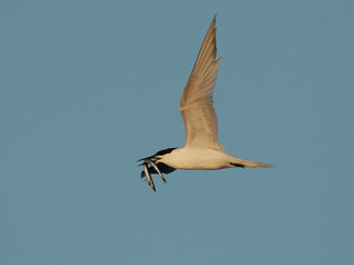 Sandwich tern (Thalasseus sandvicensis)