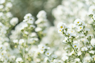 Closeup image of a beautiful Cutter flower field
