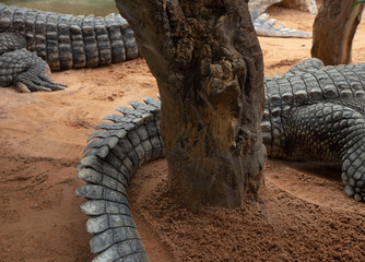 Cocodrilo fuera del agua descansando