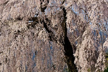 満開に枝垂れる岩太郎桜