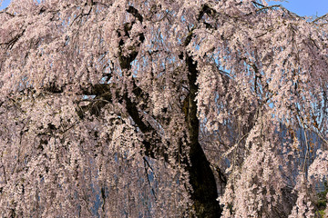 満開に枝垂れる岩太郎桜