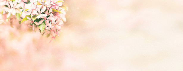 Springtime blossoming pink branch blooming background