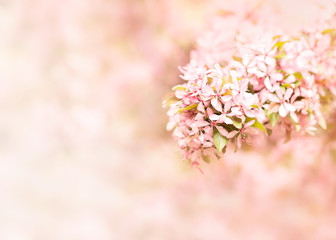 Springtime blossoming pink branch blooming background