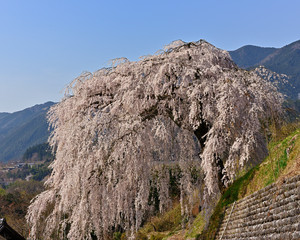 満開に枝垂れる岩太郎桜
