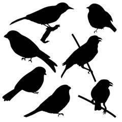 Set of silhouettes of birds silhouettes in black, isolate on a white background