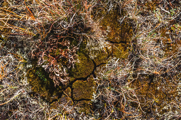 Clover leaves as a background. Basics design template