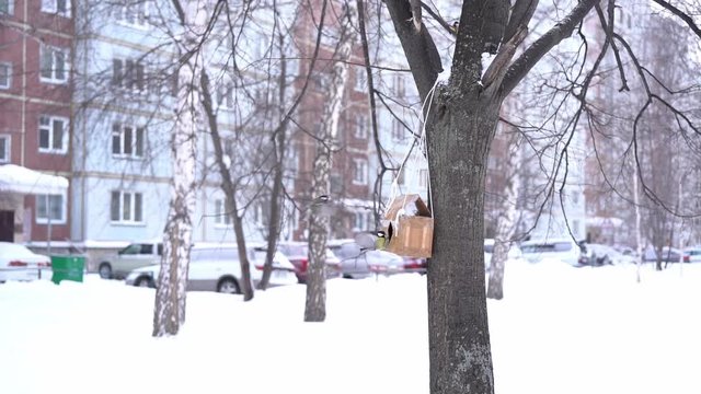 Cardboard bird feeder, flying tomtits on tree in winter. Close-up, copy space, slow motion