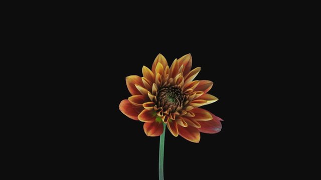 Time-lapse of growing and opening orange Dahlia (Asteraceae) flower 4a1 in PNG+ format with ALPHA transparency channel isolated on black background