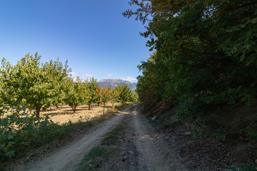 Fototapeta na wymiar road in the forest