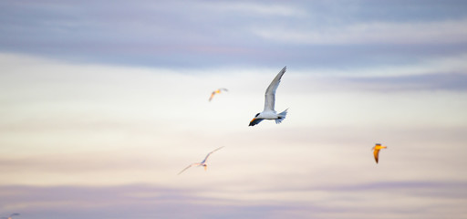 seagulls in the sky