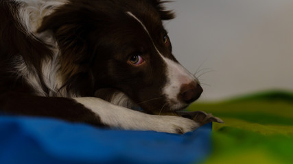 bordercollie dog an a green and blue blanket