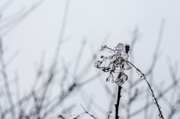 Frosty morning dew drops on a meadow plants 