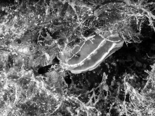 Nudibranch, felimare tricolor