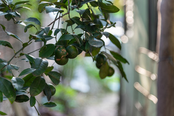 Common lemon and hanging fruits