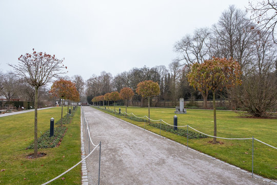 Liquidambar styraciflua 'Gum Ball' im Winter