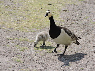 goose on grass