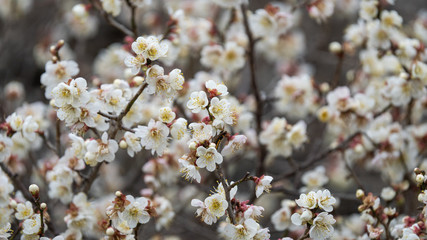 Fototapeta premium 梅の花