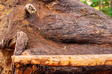 Fototapeta premium An empty rough wooden rack against the background of a trunk of a lying tree with roots in the open air